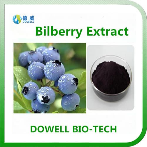High Quality Bilberry Extract Anthocyandins 5_25_